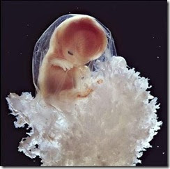 Proses Sperma Berkembang Menjadi Janin [pict] [ www.BlogApaAja.com ]
