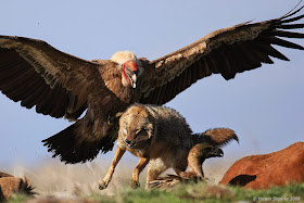 Griffon Vulture 