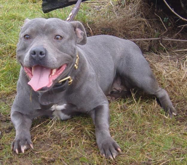 Staffordshire Bull Terrier sitting outdoors in the grass, Cute Staffordshire Bull Terrier puppy playing with a toy