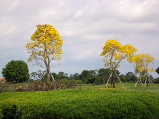 trumpet tree