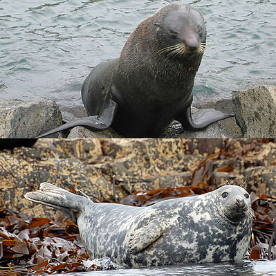 Synapsida Pinnipeds The Difference Between Seals And Sea Lions