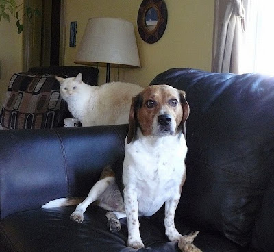 Cat And Dog Photobombing Each Other Seen On  www.coolpicturegallery.us