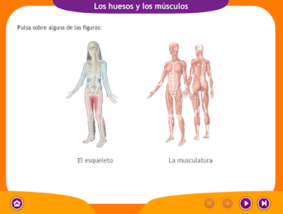 http://ceiploreto.es/sugerencias/juegos_educativos_6/2/2_Huesos_musculos/index.html