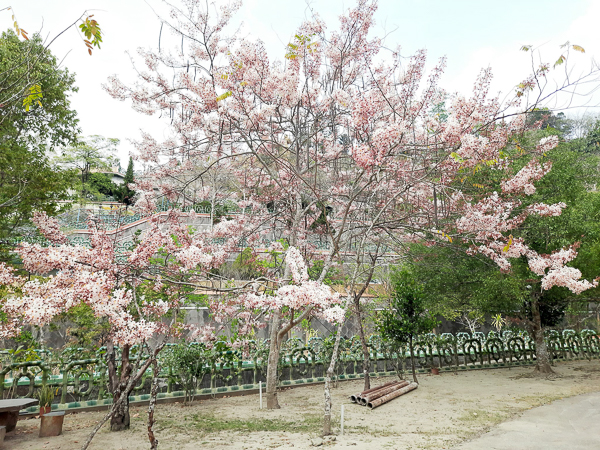 台南南化一貫道玉山寶光聖堂，數百棵粉紅花旗木盛開美不勝收