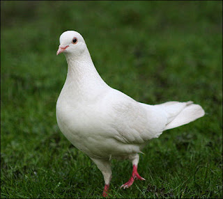 Mengobati kaki burung merpati pincang,kesleo,terkilir