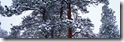 Desktop Widescreen Wallpaper 12
