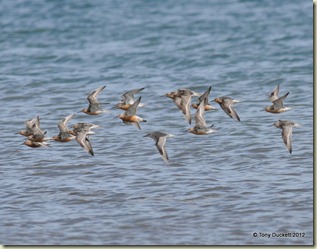 DSC_6989-001
