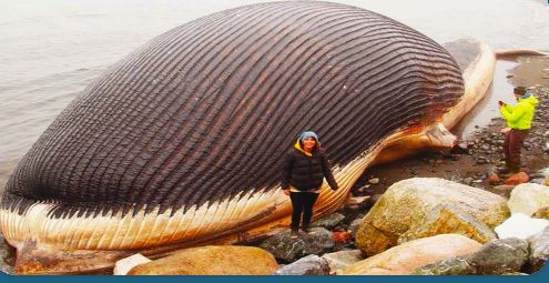 What is the name of the biggest sea creature?