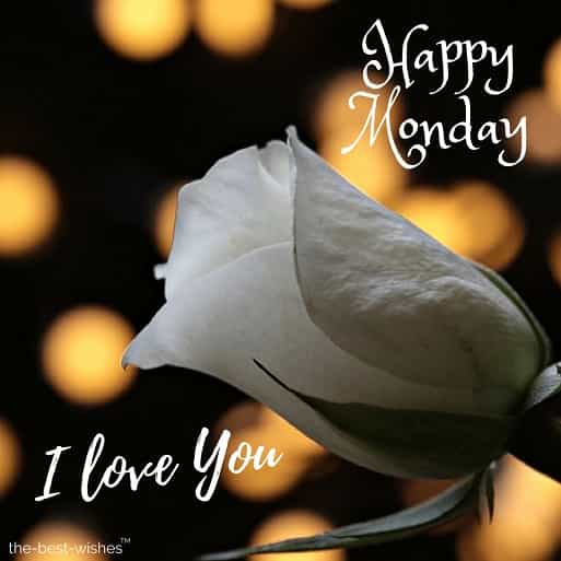 happy monday i love you with white rose