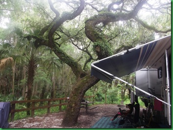 Live Oak with Resurrection ferns