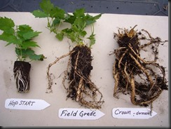 Hops growing from Rhizomes.   Easy to transplant.