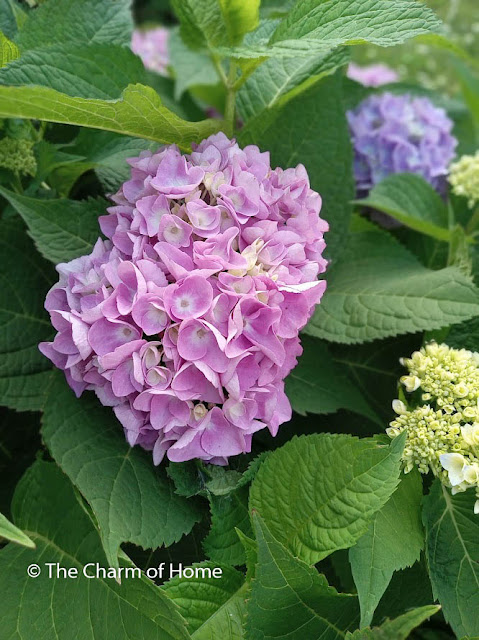 Hydrangea