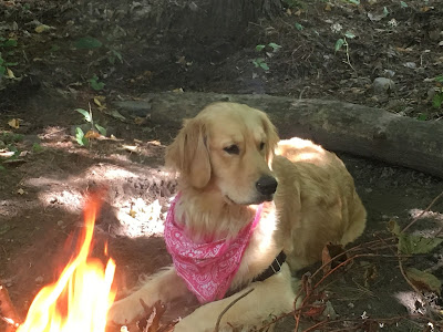 golden retriever by campfire