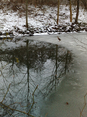 duck, ice, saar