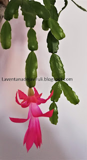 cuidados-schlumbergera-buckleyi