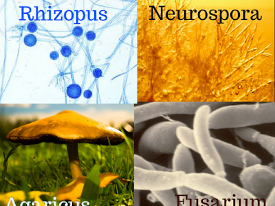 画像 club fungi examples 469257-Club fungi classification examples