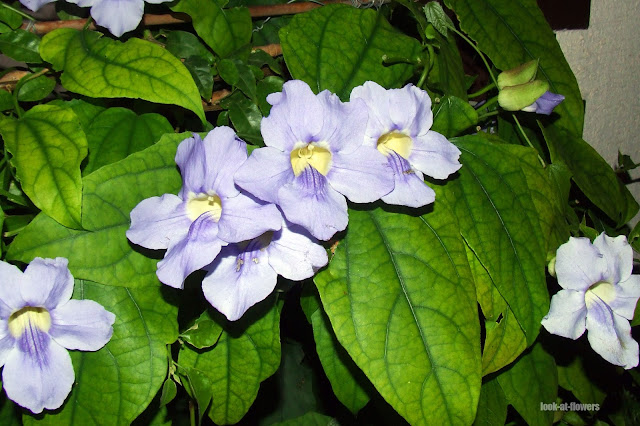 thunbergia grandiflora variegata