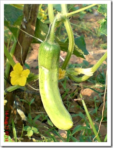 foto bunga ketimun (Cucumis sativus L.) 10 