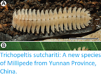 https://sciencythoughts.blogspot.com/2018/01/trichopeltis-sutchariti-new-species-of.html