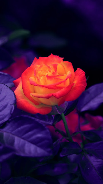 Wallpaper Rose, Orange, Purple, Flower