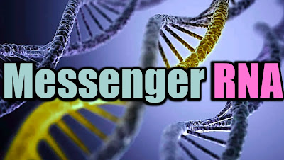 Messenger RNA Definition, Role, and Function: What Do Messenger RNAs Do?