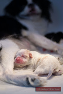 This one day old Japanese Chin Pup snuggling with its mother