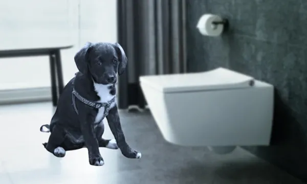 all about puppy toilet train