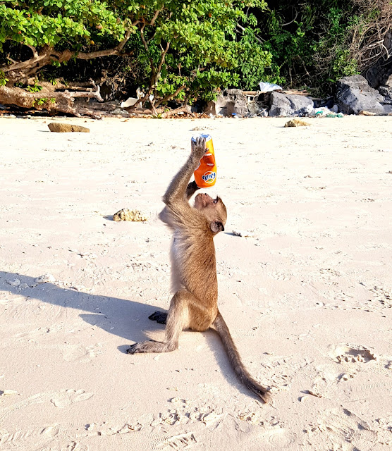 Monkey drinking orange fanta on a beach