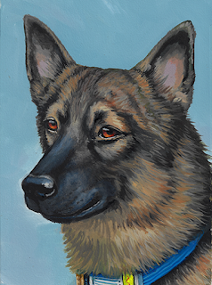 A portrait of XK9 Shady, a large black sable dog.