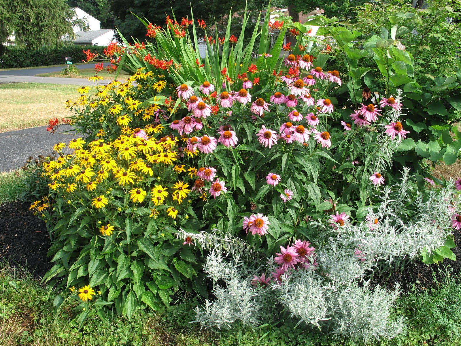 Tall Perennials