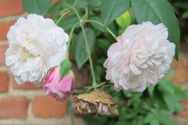 de mooiste foto's uit mijn tuin van juni 2012