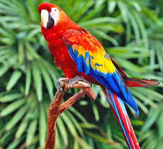 parrot