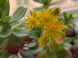 The flowers of Sedum palmeri with 5 petals and 5 sepals.