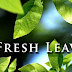 Fresh Leaves v1.8 APK 