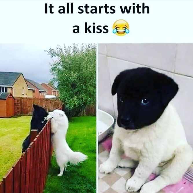 It all starts with a kiss! - Funny Dog Memes, pictures, photos, images, pics, captions, jokes, quotes, wishes, quotes, SMS, status, messages, wallpapers.