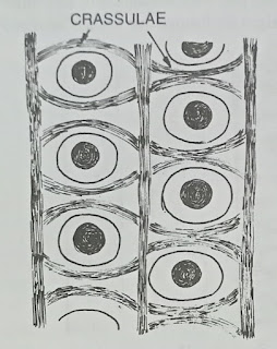 Thickening of the cell wall-digieduco