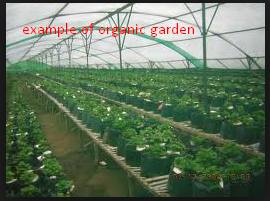 Benefits and Cultivation Way a variety of organic vegetables