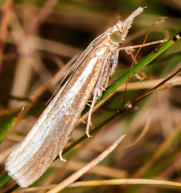 Common Grass-veneer, Agriphila tristella.  Crambidae.   Hayes Common, 24 August 2014.