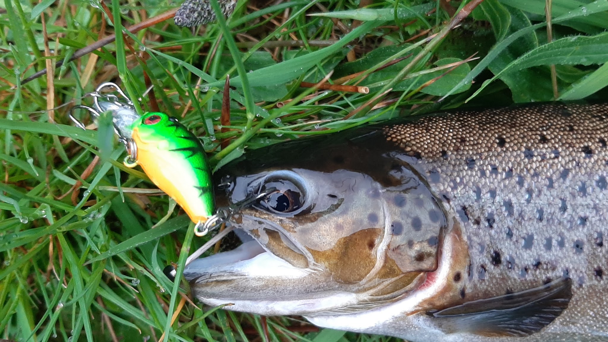 BUZZARD BUSHCRAFT: Mini crankbaits for trout