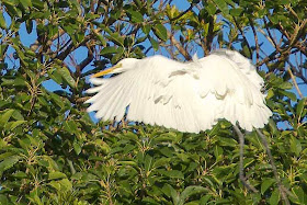 Great Egret landing in a tree