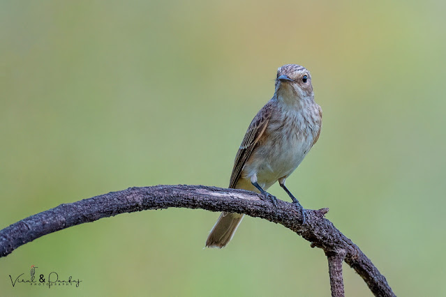 Spotted Flycatcher