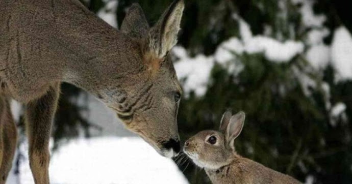 White Wolf Deer And Rabbit Are Best Friends In The Wild