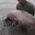 Benarkah ada Manusia Setengah Ikan di Pulau Selayar?