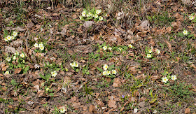 Patch primarily of Primrose, Primula vugaris.    Burnt Gorse, High Elms, 20 April 2013.