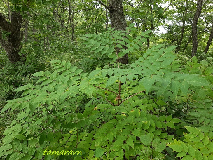 Аралия высокая / Аралия маньчжурская (Aralia elata, =Aralia mandshurica)