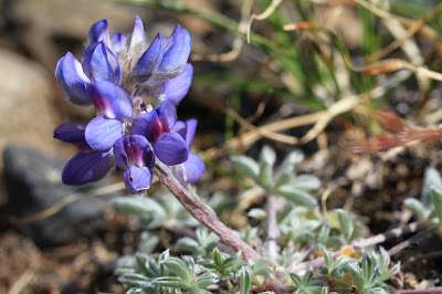 Dwarf Lupine Flower Head