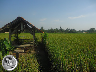 Alih pungsi saung sawah 