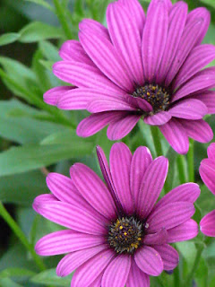 echinacea. pixappeal photography. carlas victorian heirlooms