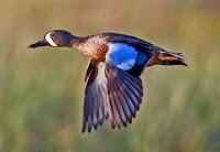 Blue-winged teal male in flight, Bazoria  National Wildlife Refuge, TX - Dan Pancamo 