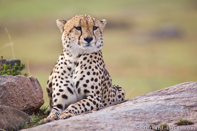 African wildlife photography by Burrard-Lucas, wildlife photos, animal photos, animal pictures, amazing animal photos, wonderful animal pictures